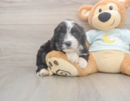 5 week old Mini Bernedoodle Puppy For Sale - Lone Star Pups 5 week old Mini Bernedoodle Puppy For Sale - Lone Star Pups