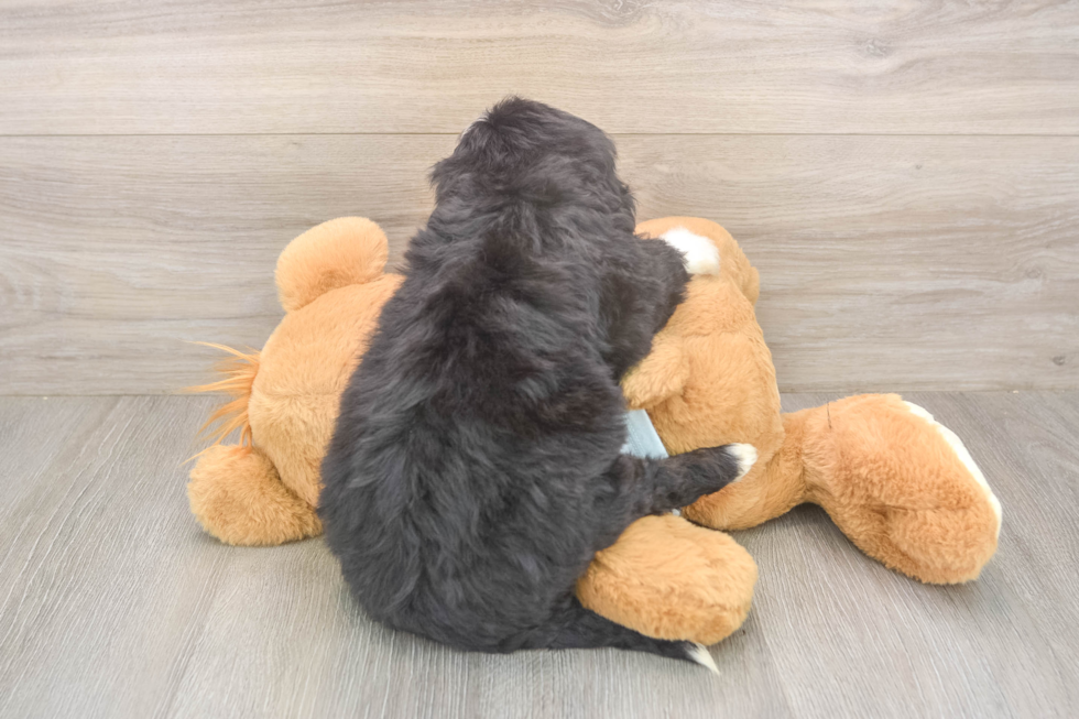 Meet Marvin - our Mini Bernedoodle Puppy Photo  3/3 - Lone Star Pups Small Mini Bernedoodle Baby
