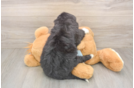 Meet Marvin - our Mini Bernedoodle Puppy Photo  3/3 - Lone Star Pups Small Mini Bernedoodle Baby
