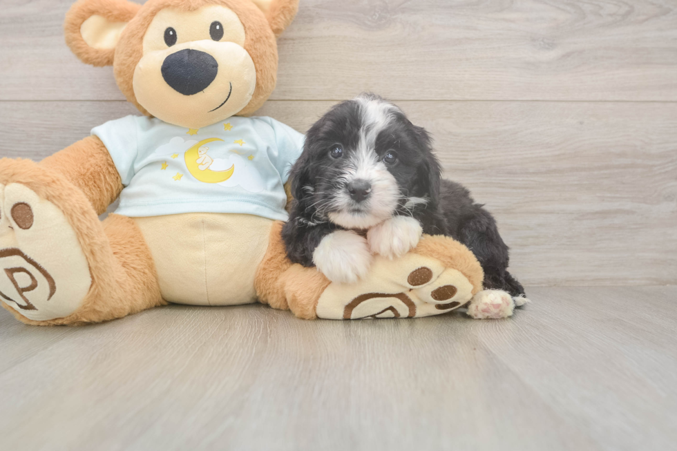 Meet Marvin - our Mini Bernedoodle Puppy Photo  2/3 - Lone Star Pups Mini Bernedoodle Pup Being Cute