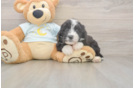 Meet Marvin - our Mini Bernedoodle Puppy Photo  2/3 - Lone Star Pups Mini Bernedoodle Pup Being Cute