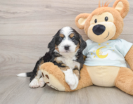 5 week old Mini Bernedoodle Puppy For Sale - Lone Star Pups