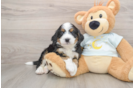 Best Mini Bernedoodle Baby