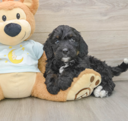 7 week old Mini Bernedoodle Puppy For Sale - Lone Star Pups