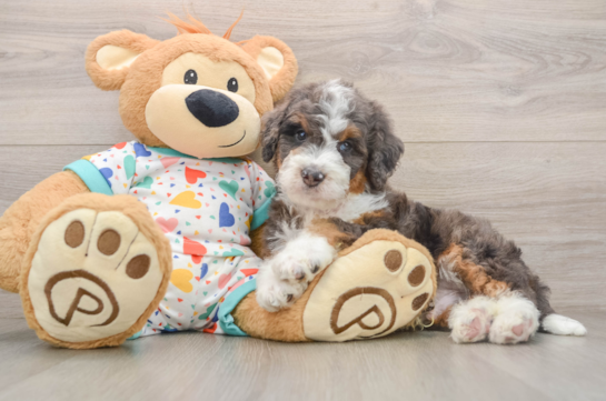 MARVIN, a Mini Bernedoodle littermate