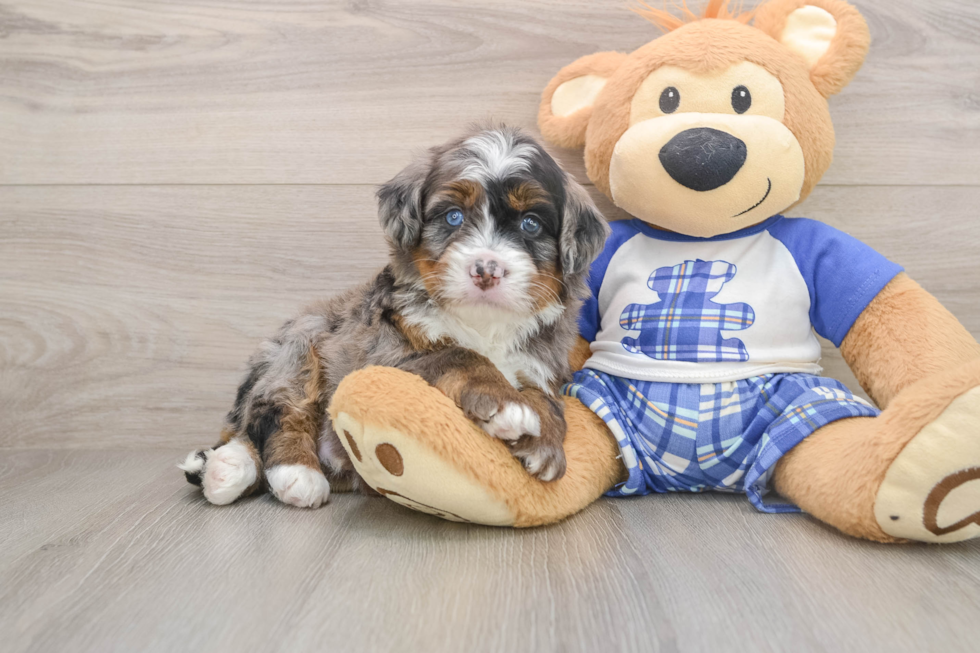 Friendly Mini Bernedoodle Baby