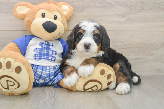 MARVIN, a Mini Bernedoodle littermate