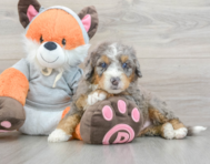 7 week old Mini Bernedoodle Puppy For Sale - Lone Star Pups