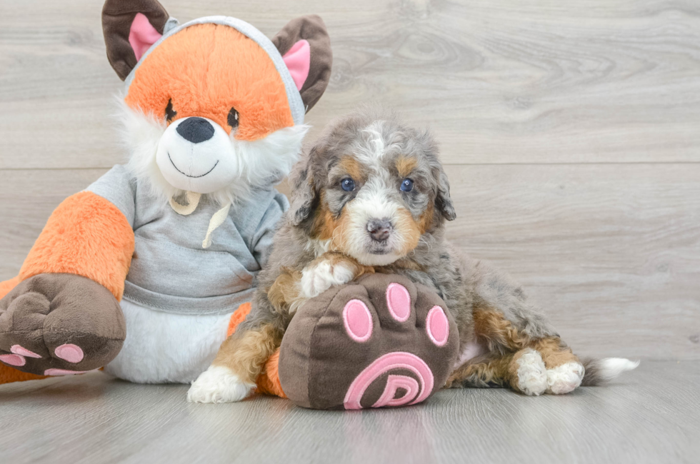 5 week old Mini Bernedoodle Puppy For Sale - Lone Star Pups