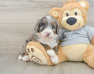 7 week old Mini Bernedoodle Puppy For Sale - Lone Star Pups