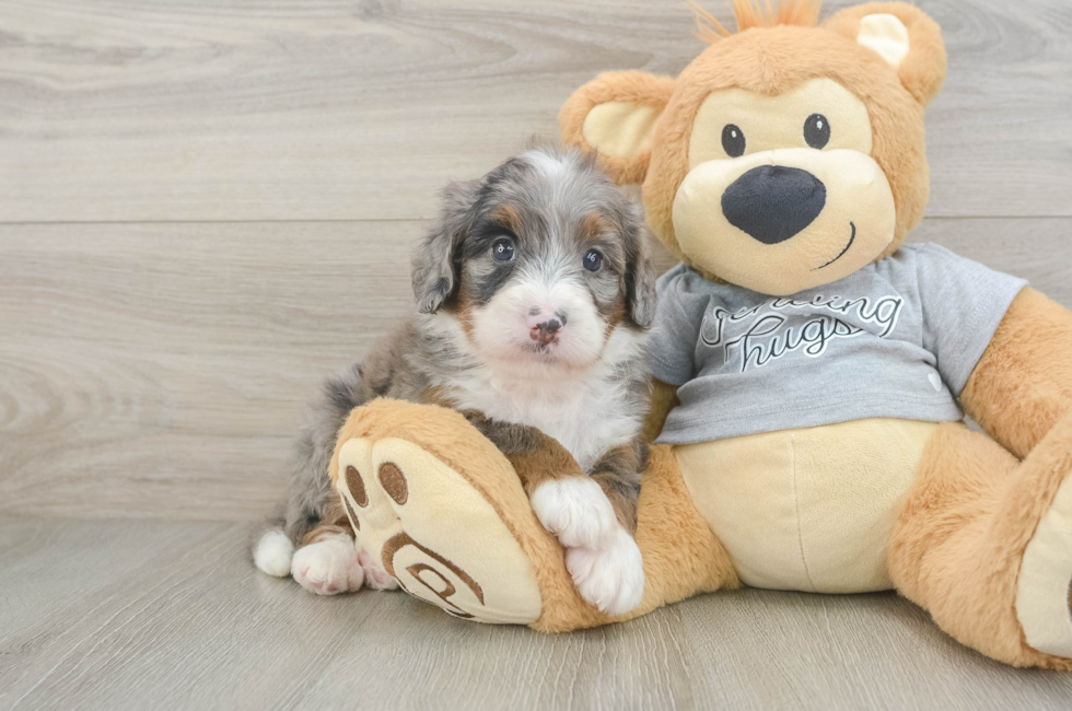 6 week old Mini Bernedoodle Puppy For Sale - Lone Star Pups