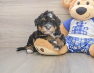 7 week old Mini Bernedoodle Puppy For Sale - Lone Star Pups