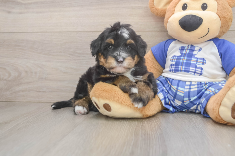 5 week old Mini Bernedoodle Puppy For Sale - Lone Star Pups