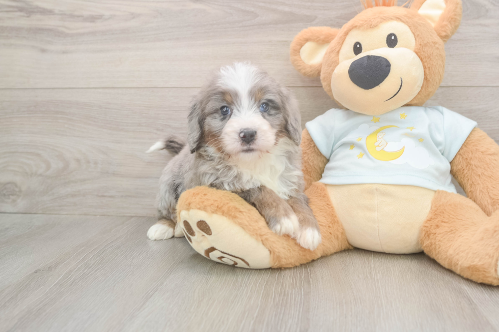 Mini Bernedoodle Puppy for Adoption