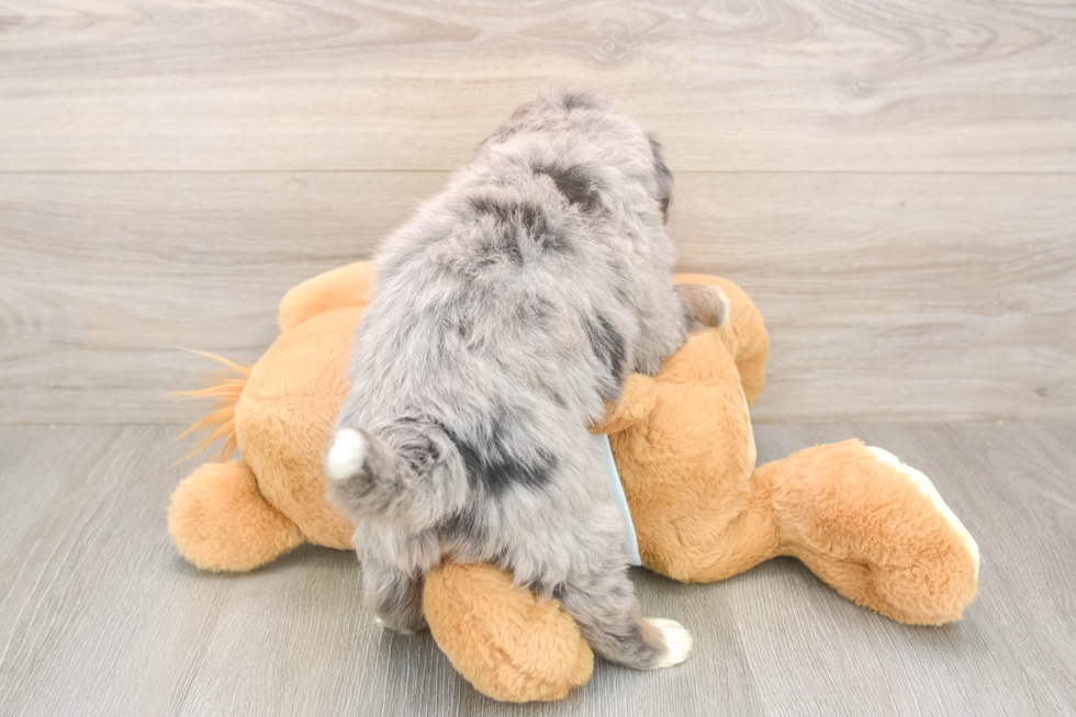Mini Bernedoodle Pup Being Cute