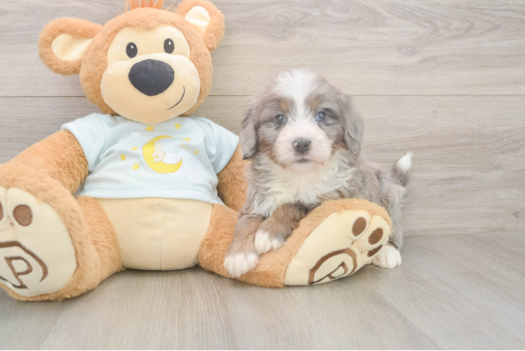 Best Mini Bernedoodle Baby