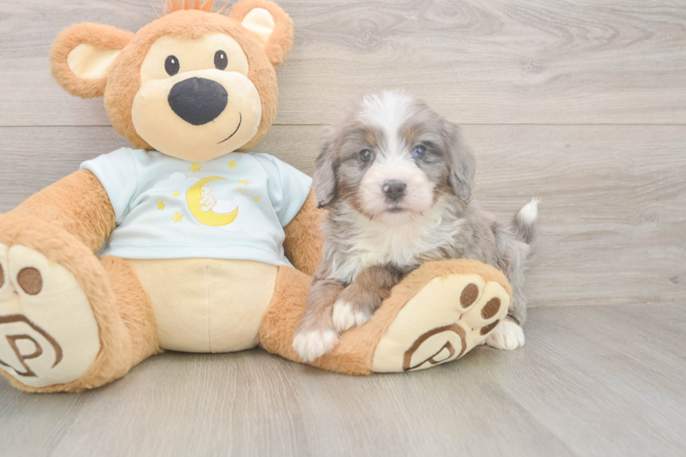 Best Mini Bernedoodle Baby
