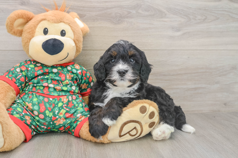5 week old Mini Bernedoodle Puppy For Sale - Lone Star Pups