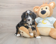 5 week old Mini Bernedoodle Puppy For Sale - Lone Star Pups