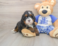 6 week old Mini Bernedoodle Puppy For Sale - Lone Star Pups