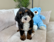 9 week old Mini Bernedoodle Puppy For Sale - Lone Star Pups