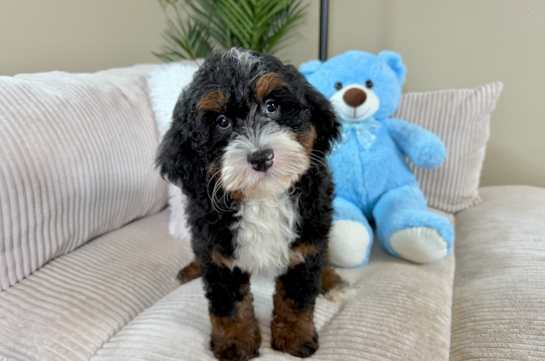 Cute Mini Bernedoodle Poodle Mix Pup