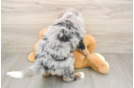 Adorable Mini Bernesedoodle Poodle Mix Puppy