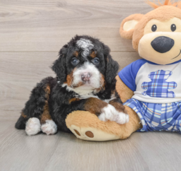 7 week old Mini Bernedoodle Puppy For Sale - Lone Star Pups