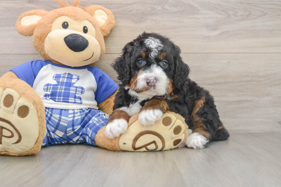 Mini Bernedoodle Puppy for Adoption