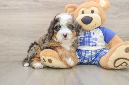 MIGO, a Mini Bernedoodle littermate