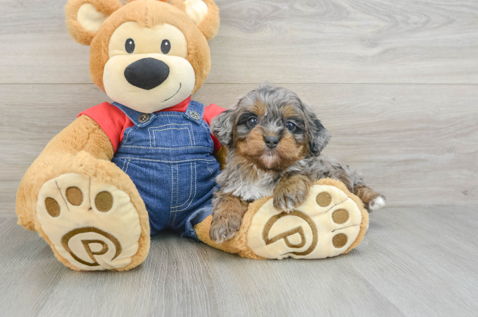 5 week old Mini Bernedoodle Puppy For Sale - Lone Star Pups