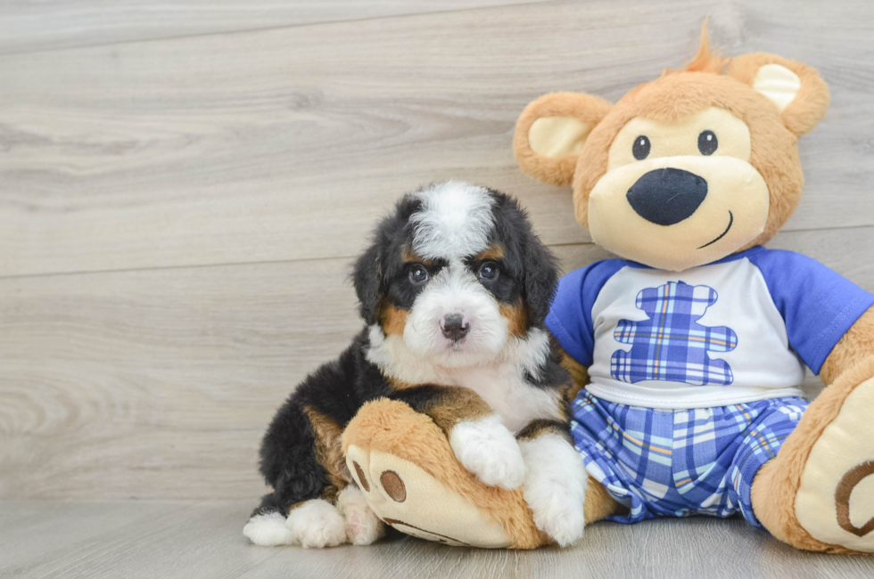 6 week old Mini Bernedoodle Puppy For Sale - Lone Star Pups