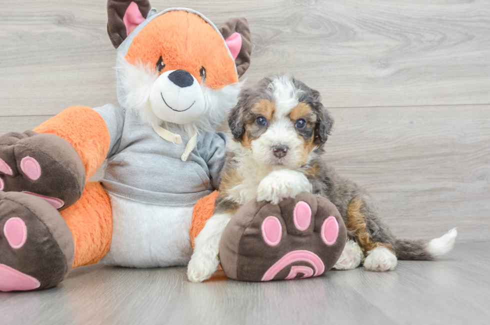 5 week old Mini Bernedoodle Puppy For Sale - Lone Star Pups