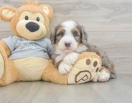 8 week old Mini Bernedoodle Puppy For Sale - Lone Star Pups
