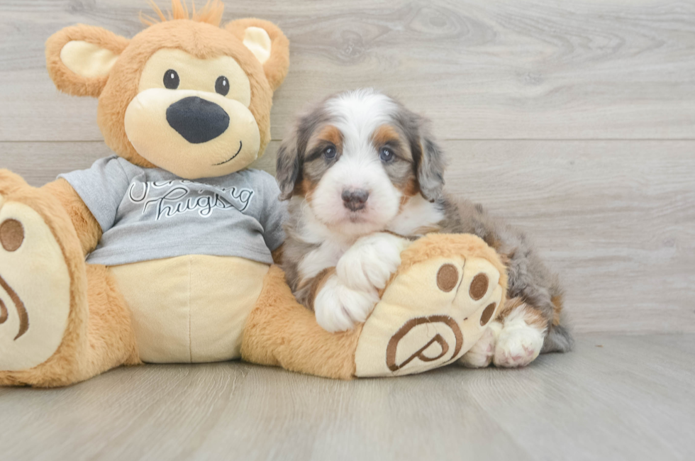 6 week old Mini Bernedoodle Puppy For Sale - Lone Star Pups