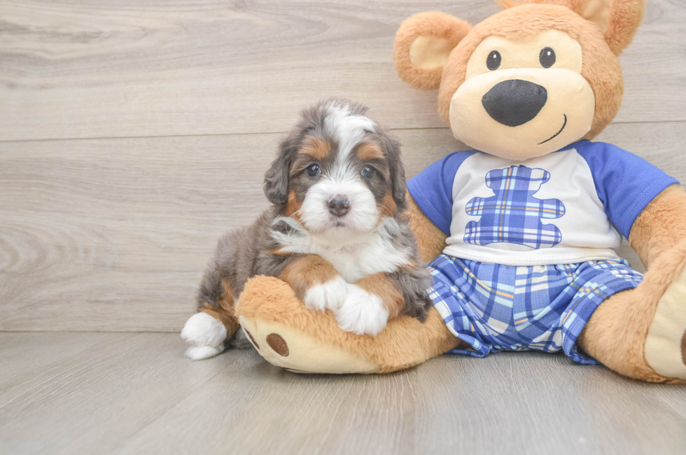 5 week old Mini Bernedoodle Puppy For Sale - Lone Star Pups