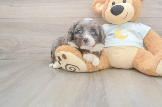 5 week old Mini Bernedoodle Puppy For Sale - Lone Star Pups Funny Mini Bernedoodle Poodle Mix Pup