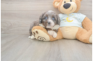 Meet Mika - our Mini Bernedoodle Puppy Photo  1/3 - Lone Star Pups Funny Mini Bernedoodle Poodle Mix Pup