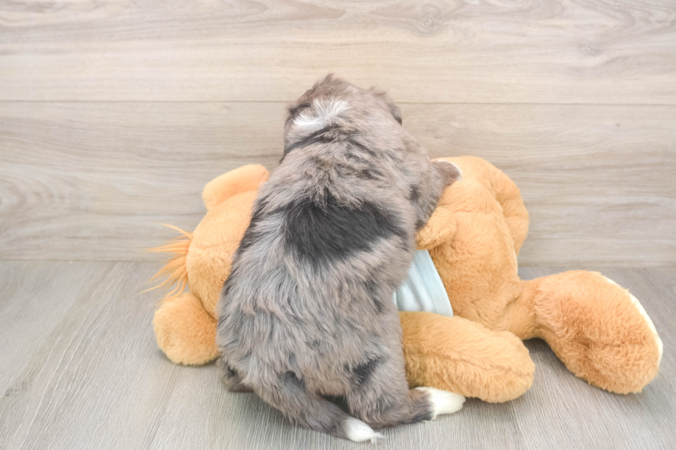 Meet Mika - our Mini Bernedoodle Puppy Photo  3/3 - Lone Star Pups Mini Bernedoodle Pup Being Cute