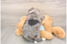 Meet Mika - our Mini Bernedoodle Puppy Photo  3/3 - Lone Star Pups Mini Bernedoodle Pup Being Cute