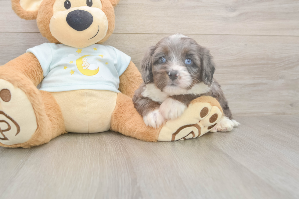 Meet Mika - our Mini Bernedoodle Puppy Photo  2/3 - Lone Star Pups Mini Bernedoodle Pup Being Cute