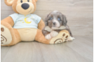 Meet Mika - our Mini Bernedoodle Puppy Photo  2/3 - Lone Star Pups Mini Bernedoodle Pup Being Cute