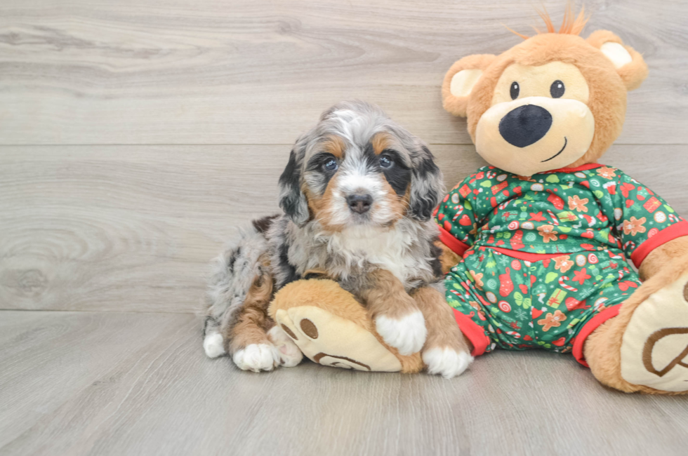 5 week old Mini Bernedoodle Puppy For Sale - Lone Star Pups