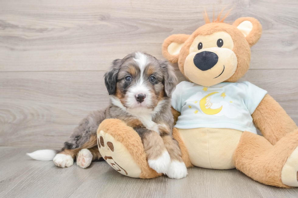 Mini Bernedoodle Puppy for Adoption