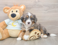 5 week old Mini Bernedoodle Puppy For Sale - Lone Star Pups