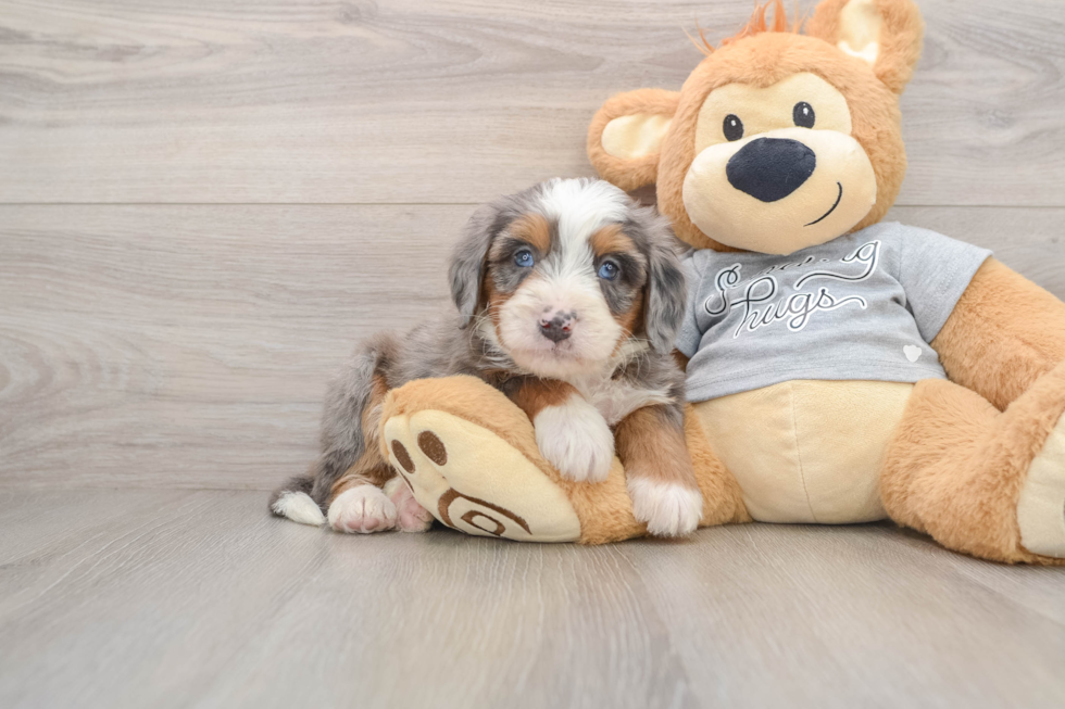 Playful Bernadoodle Poodle Mix Puppy