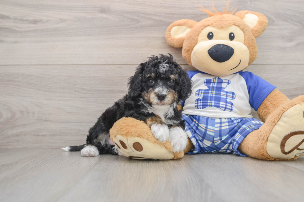 Best Mini Bernedoodle Baby