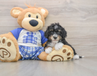 6 week old Mini Bernedoodle Puppy For Sale - Lone Star Pups