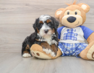 6 week old Mini Bernedoodle Puppy For Sale - Lone Star Pups