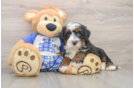 Mini Bernedoodle Pup Being Cute